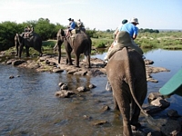 Elephant safari